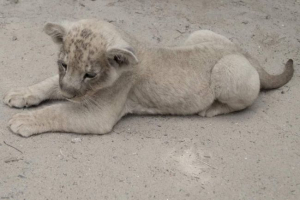 U gelendzhiku je lokalni fotograf erekcije liona: kazneni slučaj